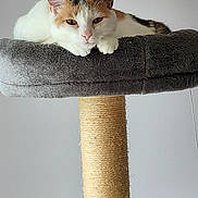 Kitty participe au concours pour gagner de l'argent avec cette photo : animal, calico, cat, cat_tree, cute, domestic, ears, feline, fur, gray, housepet, indoor, paws, pet, relaxed, resting, scratching_post, tan, whiskers, white