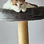 animal, calico, cat, cat_tree, cute, domestic, ears, feline, fur, gray, housepet, indoor, paws, pet, relaxed, resting, scratching_post, tan, whiskers, white