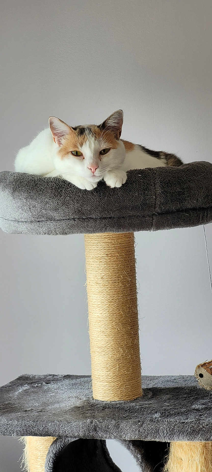Kitty