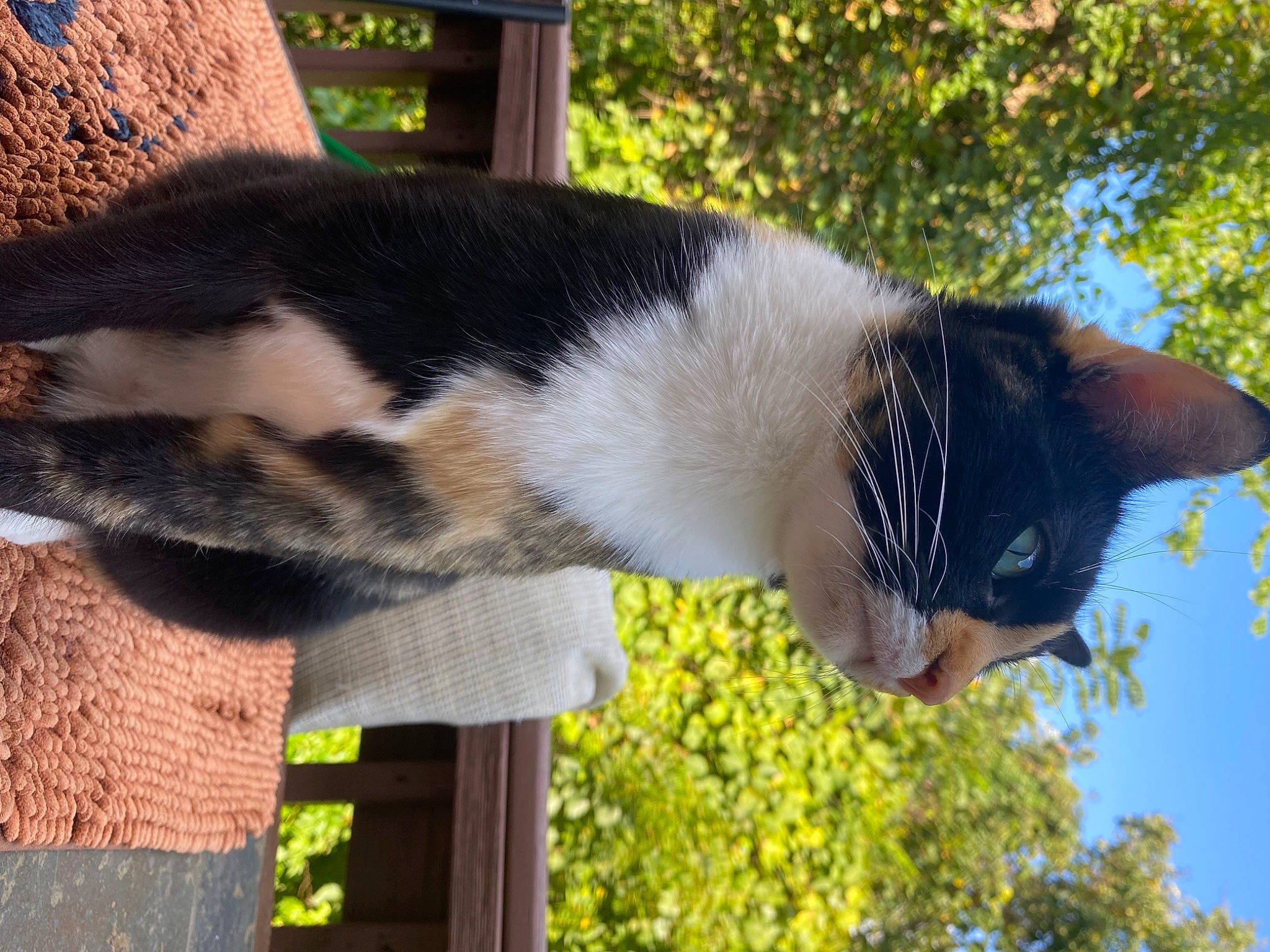 Brandi is registered to the contest to win money with this photo: carnivore, cat, daytime, domestic_short_haired_cat, felidae, fur, grass, mammal, plant, shrub, sky, small_to_medium_sized_cats, snout, tail, tree, trunk, twig, vertebrate, whiskers, window