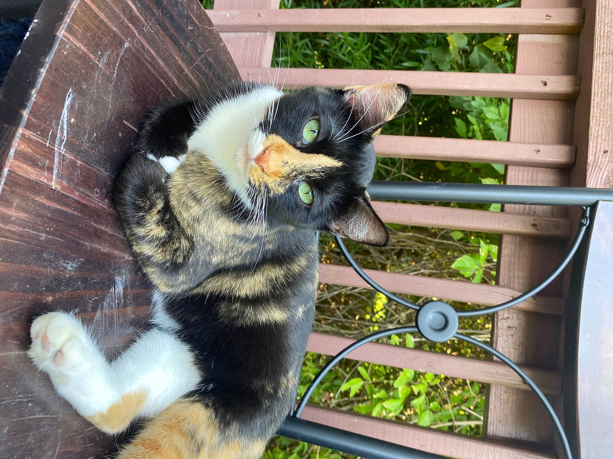 Brandi is registered to the contest to win money with this photo: animal_shelter, canidae, carnivore, cat, claw, companion_dog, dog_breed, domestic_short_haired_cat, felidae, fur, grass, paw, pet_supply, plant, porch, small_to_medium_sized_cats, snout, tail, terrestrial_animal, whiskers