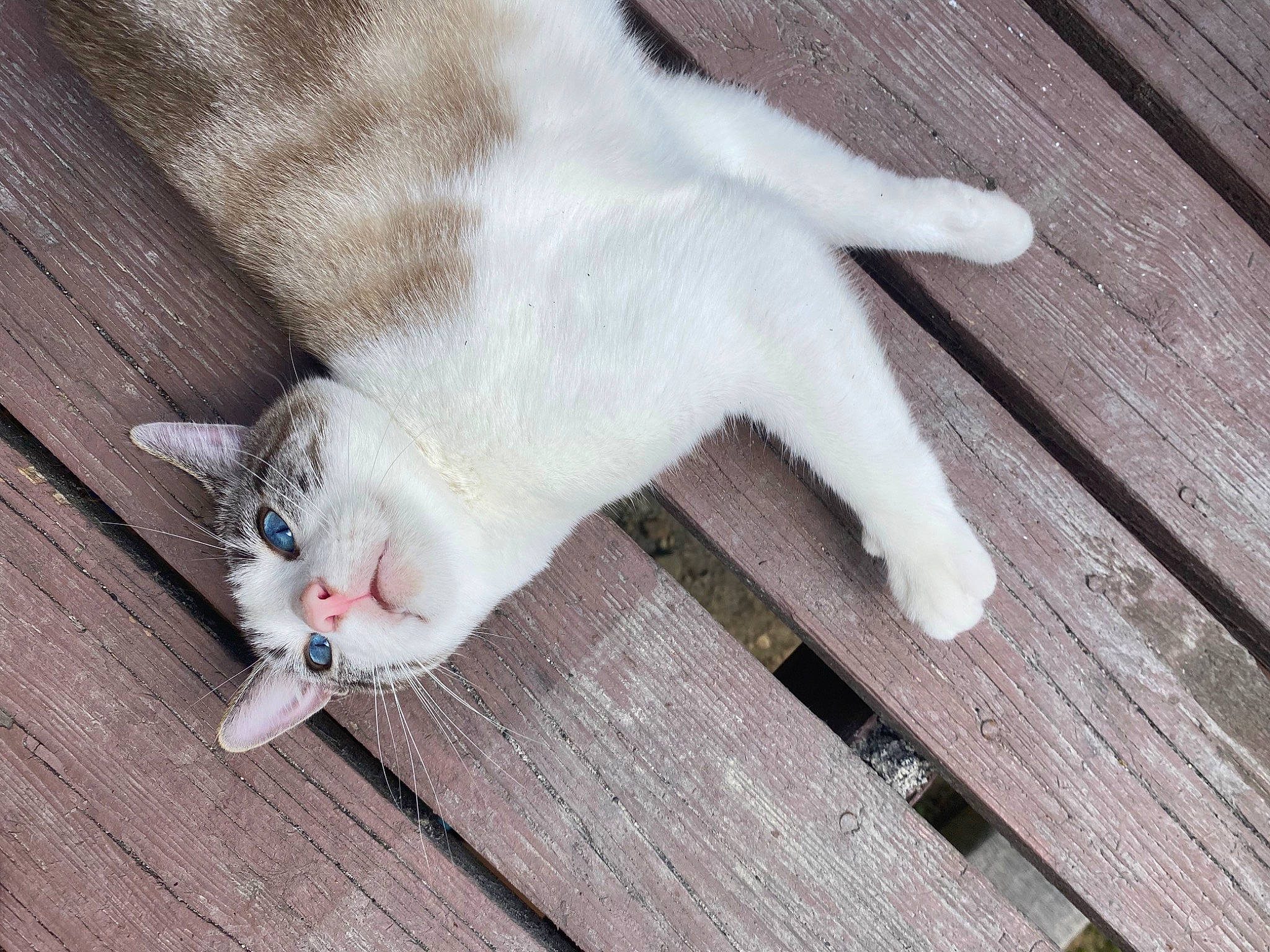 Ouigee is registered to the contest to win money with this photo: carnivore, cat, claw, comfort, domestic_short_haired_cat, felidae, flooring, fur, hardwood, paw, plank, small_to_medium_sized_cats, tail, whiskers, wood