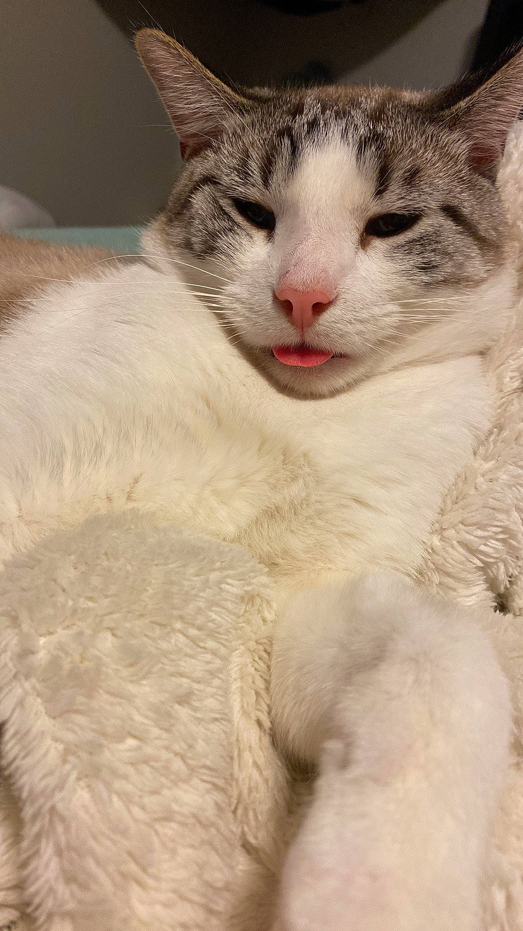 Ouigee is registered to the contest to win money with this photo: carnivore, cat, claw, domestic_short_haired_cat, eyelash, felidae, fur, small_to_medium_sized_cats, snout, terrestrial_animal, whiskers, window