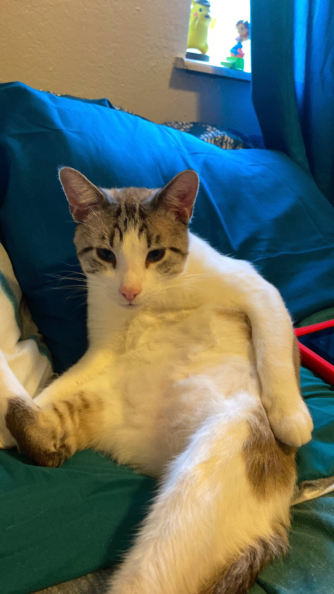 Ouigee is registered to the contest to win money with this photo: carnivore, cat, claw, comfort, couch, domestic_short_haired_cat, eye, fawn, felidae, fur, lap, linens, paw, sitting, small_to_medium_sized_cats, snout, tail, television, whiskers