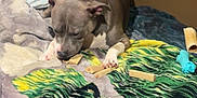 Nadia joined the competition — help win amazing prizes! dog, pet, indoor, blanket, chew_toy, brown_wall, pillows, resting, canine, fur, snout, ears, paw, treat, bed, cozy, comfortable, animal, domestic, relaxing