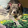 Nadia is registered to the contest to win money with this photo: dog, pit_bull, bed, blanket, indoor, pet, animal, resting, cozy, fur, ears, face, paw, tail, looking, comfort, home, canine, cute, domestic