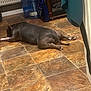 Nadia joined the competition — help win amazing prizes! dog, animal, indoor, floor, tile, water_jug, appliance, kitchen, pet, resting, brown, black, fur, sprawled, relaxed, domestic, home, quiet, still, laying