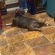 Nadia joined the competition — help win amazing prizes! dog, indoor, tile_floor, pet, resting, brown_floor, water_containers, fireplace, household, animal, canine, looking_back, floor, relaxed, domestic, home, quiet, sprawled, brown, grey_dog