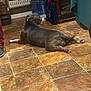 dog, indoor, tile_floor, pet, resting, brown_floor, water_containers, fireplace, household, animal, canine, looking_back, floor, relaxed, domestic, home, quiet, sprawled, brown, grey_dog