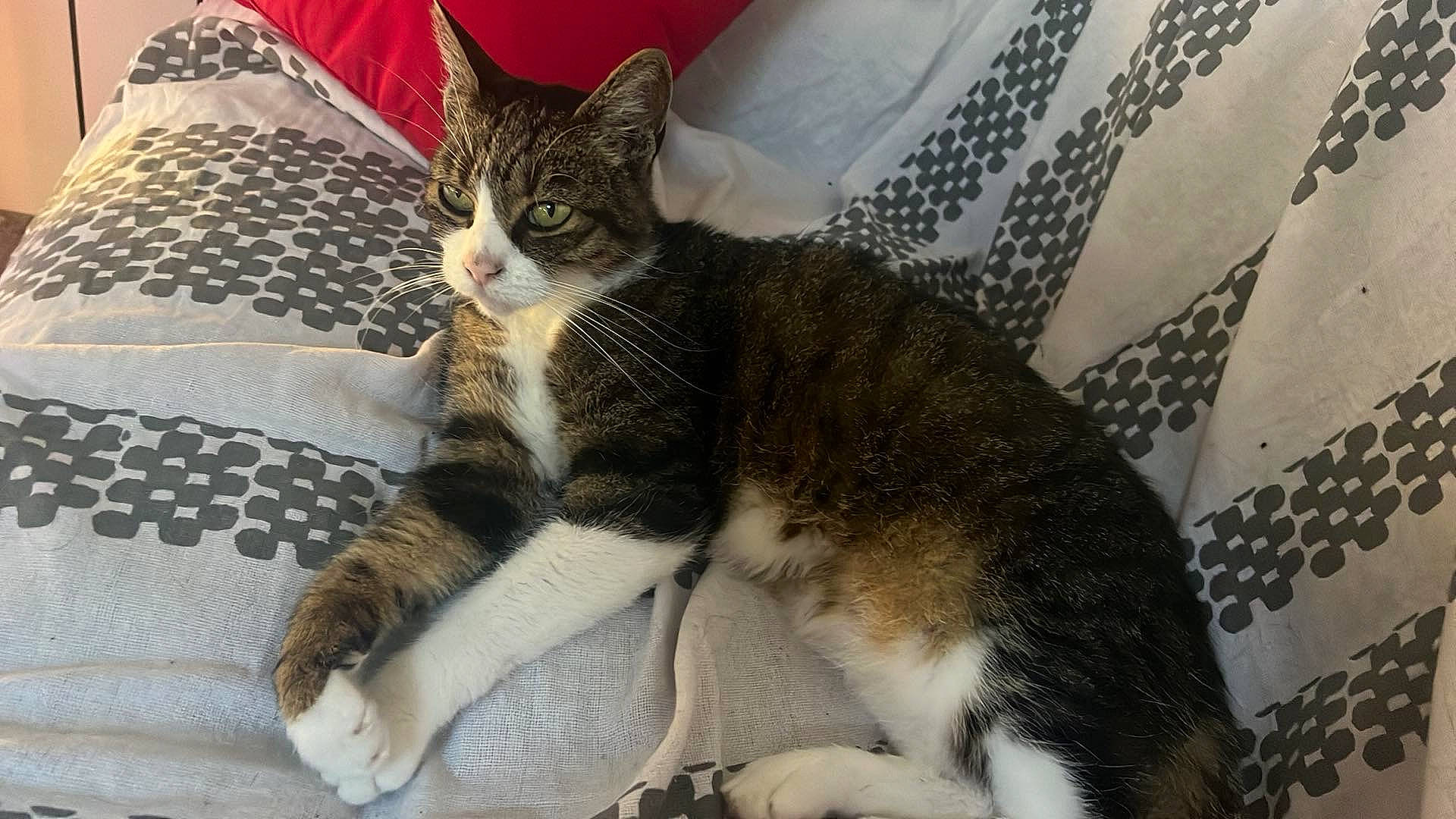 Gribouille participe au concours pour gagner de l'argent avec cette photo : carnivore, cat, claw, comfort, domestic_short_haired_cat, felidae, fur, grey, linens, paw, small_to_medium_sized_cats, snout, tail, terrestrial_animal, whiskers