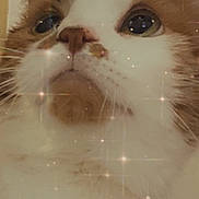 Cupcake joined the competition — help win amazing prizes! cat, close_up, fluffy, white_fur, orange_fur, whiskers, face, nostrils, ears, eyes, pet, domestic_animal, indoor, feline, cute, sparkles, filter, portrait, soft_lighting, animal