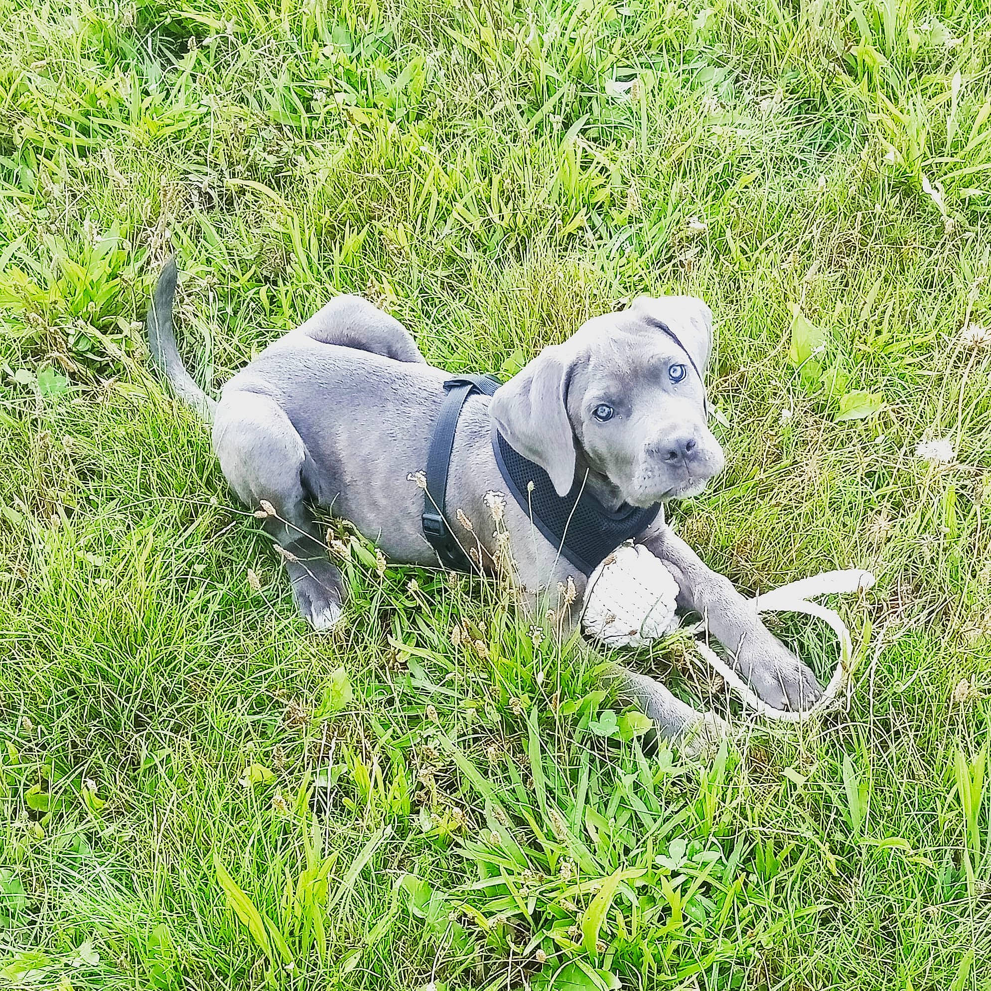 Unaïa participe au concours pour gagner de l'argent avec cette photo : canidae, carnivore, companion_dog, dog, dog_breed, fawn, grass, groundcover, hunting_dog, non_sporting_group, plant, sporting_group, tail, terrestrial_animal, working_animal