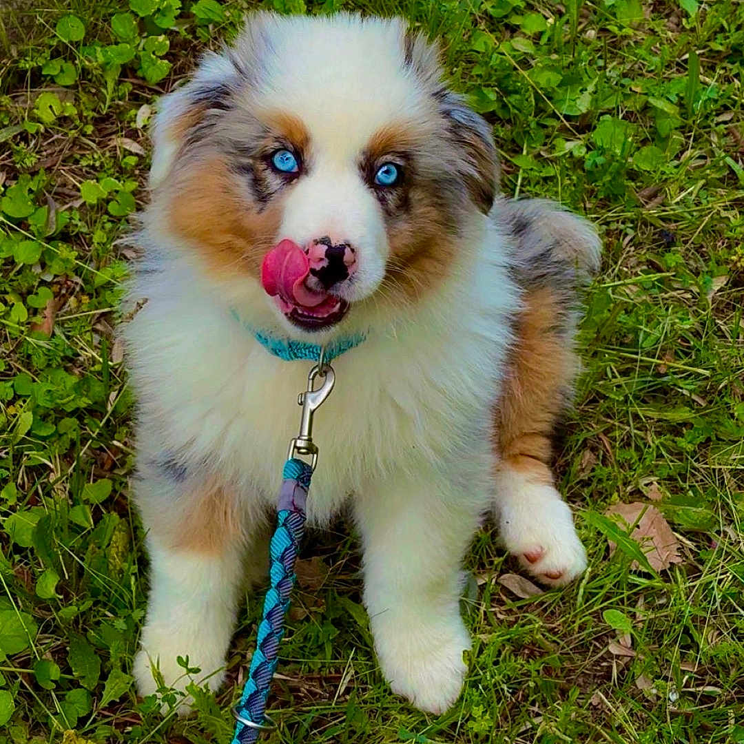Arya participe au concours pour gagner de l'argent avec cette photo : accessories, animal, ball, canine, dog, grass, herbal, herbs, husky, lawn, leash, pet, plant, puppy, soil, sport, strap, tennis, tennisball, vegetation