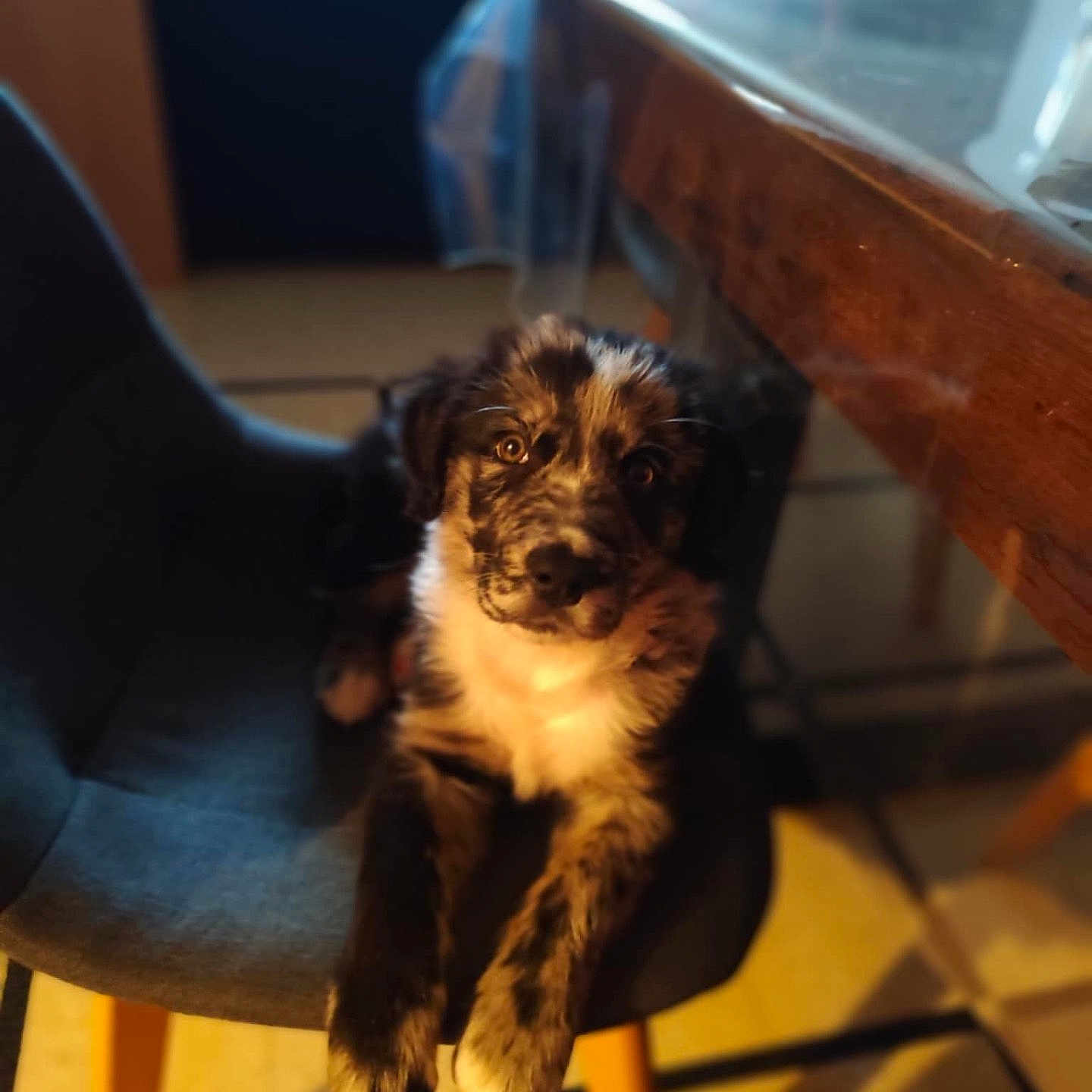 Volt a rejoint le concours — aidez-le/la à gagner de superbes lots ! animal, canine, cat, chair, cockerspaniel, diningtable, dog, face, furniture, head, indoors, interiordesign, kitten, person, pet, photography, portrait, puppy, table, wood