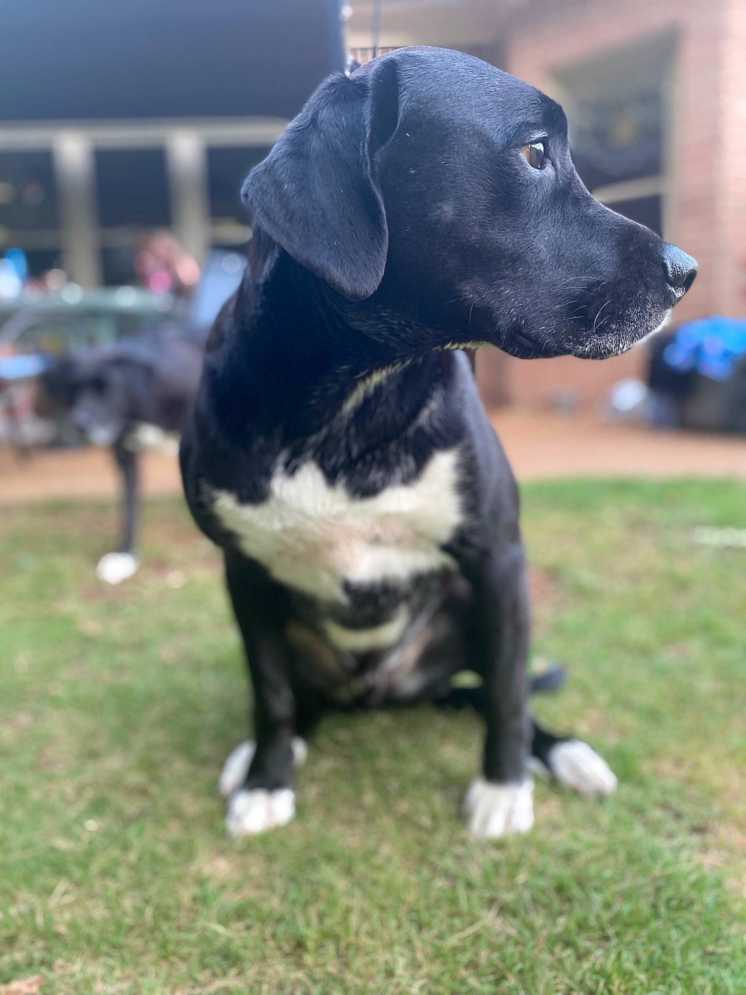 Koda joined the competition — help win amazing prizes! borador, canidae, carnivore, collar, companion_dog, dog, dog_breed, dog_supply, eye, fawn, grass, guard_dog, hunting_dog, non_sporting_group, snout, sporting_group, toy, whiskers, working_animal, working_dog