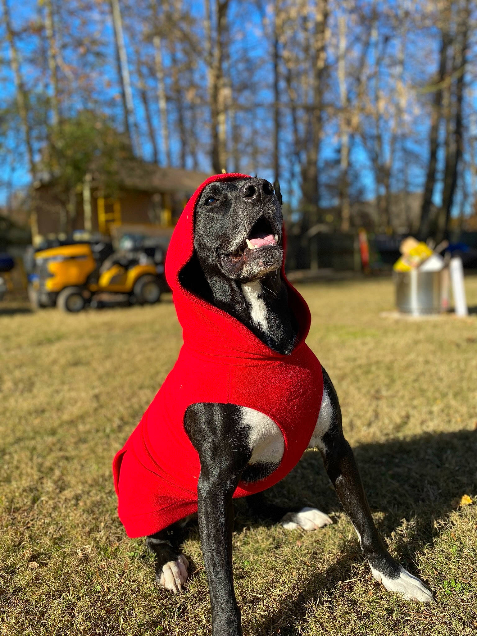 Koda joined the competition — help win amazing prizes! art, canidae, carnivore, companion_dog, dog, dog_breed, dog_supply, fawn, grass, plant, sky, snout, sporting_group, tail, tire, tree, wheel, window, wood, working_animal