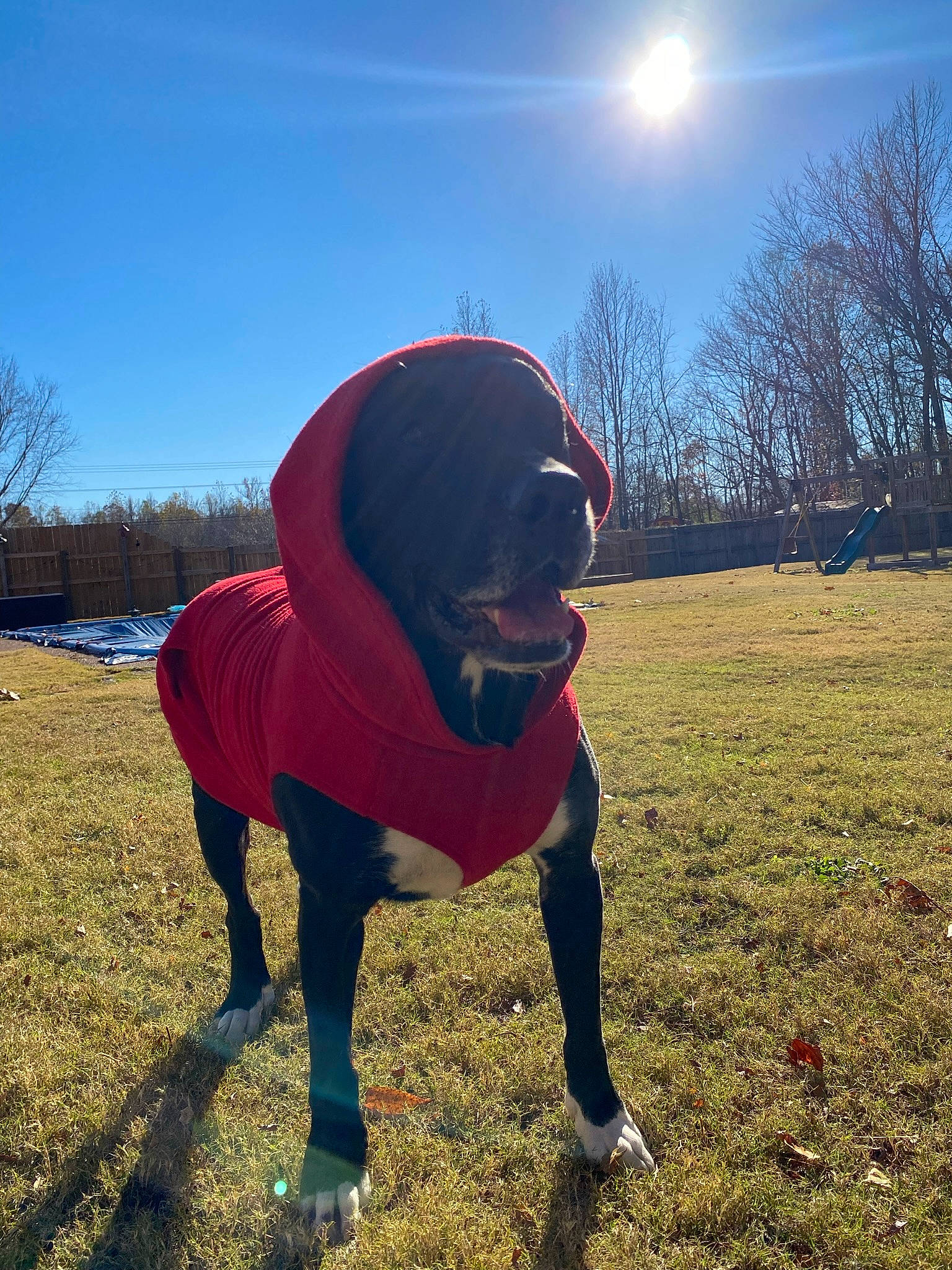 Koda is registered to the contest to win money with this photo: cap, carnivore, companion_dog, dog, dog_breed, electric_blue, fashion_accessory, grass, grassland, happy, landscape, leisure, lens_flare, personal_protective_equipment, plant, recreation, sky, tints_and_shades, tree, working_animal