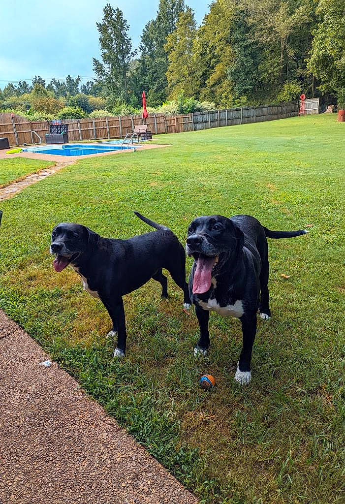 Koda joined the competition — help win amazing prizes! borador, carnivore, collar, companion_dog, dog, dog_breed, dog_collar, grass, grassland, guard_dog, gun_dog, landscape, leash, plant, retriever, sky, sporting_group, tail, tree, working_animal