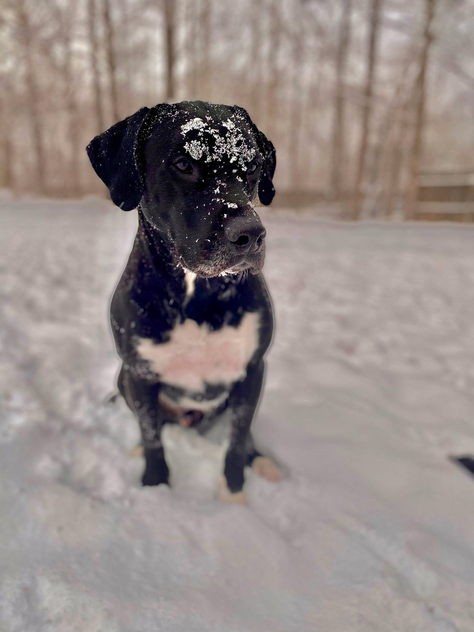 Koda is registered to the contest to win money with this photo: carnivore, collar, companion_dog, dog, dog_breed, dog_collar, fawn, freezing, fur, guard_dog, leash, monochrome_photography, pet_supply, snow, tail, toy_dog, whiskers, winter, working_animal, working_dog