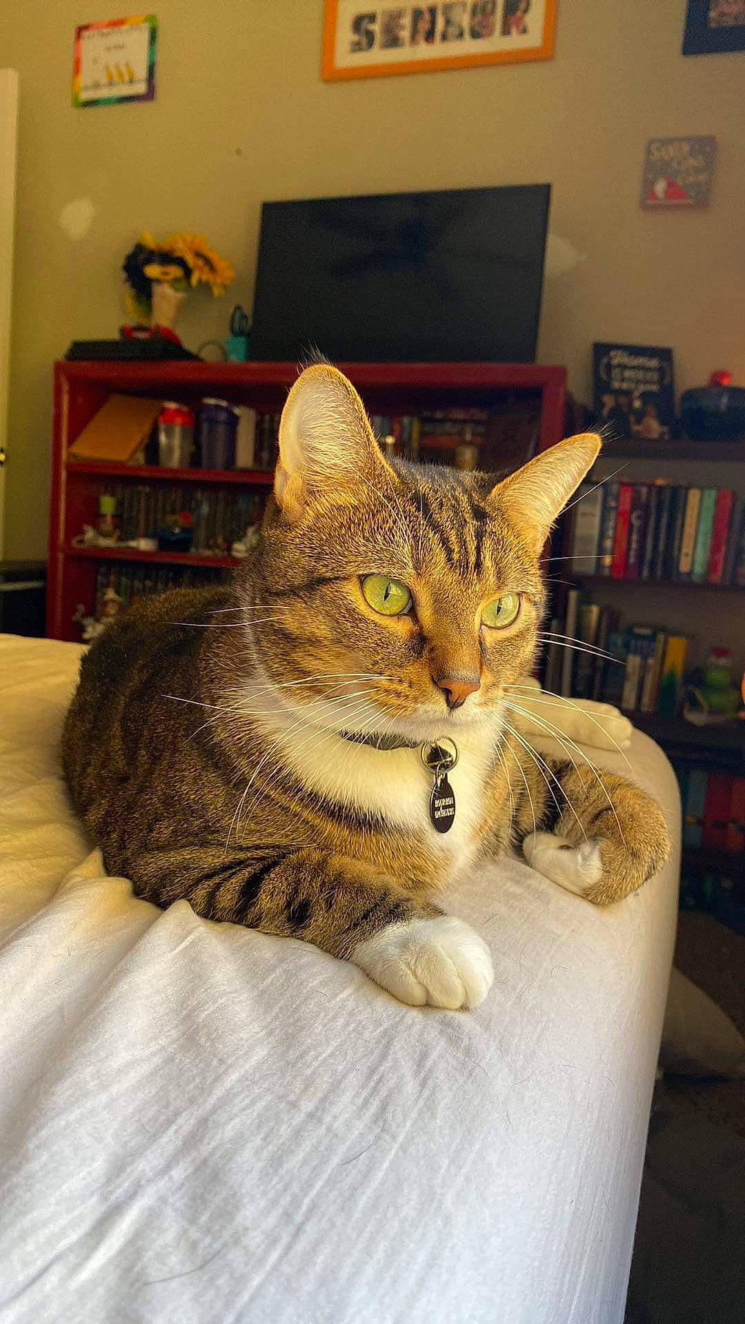 Bourbon joined the competition — help win amazing prizes! bookcase, carnivore, cat, cat_supply, chair, comfort, domestic_short_haired_cat, fawn, felidae, fur, linens, picture_frame, shelf, shelving, sitting, small_to_medium_sized_cats, snout, tail, whiskers, wood