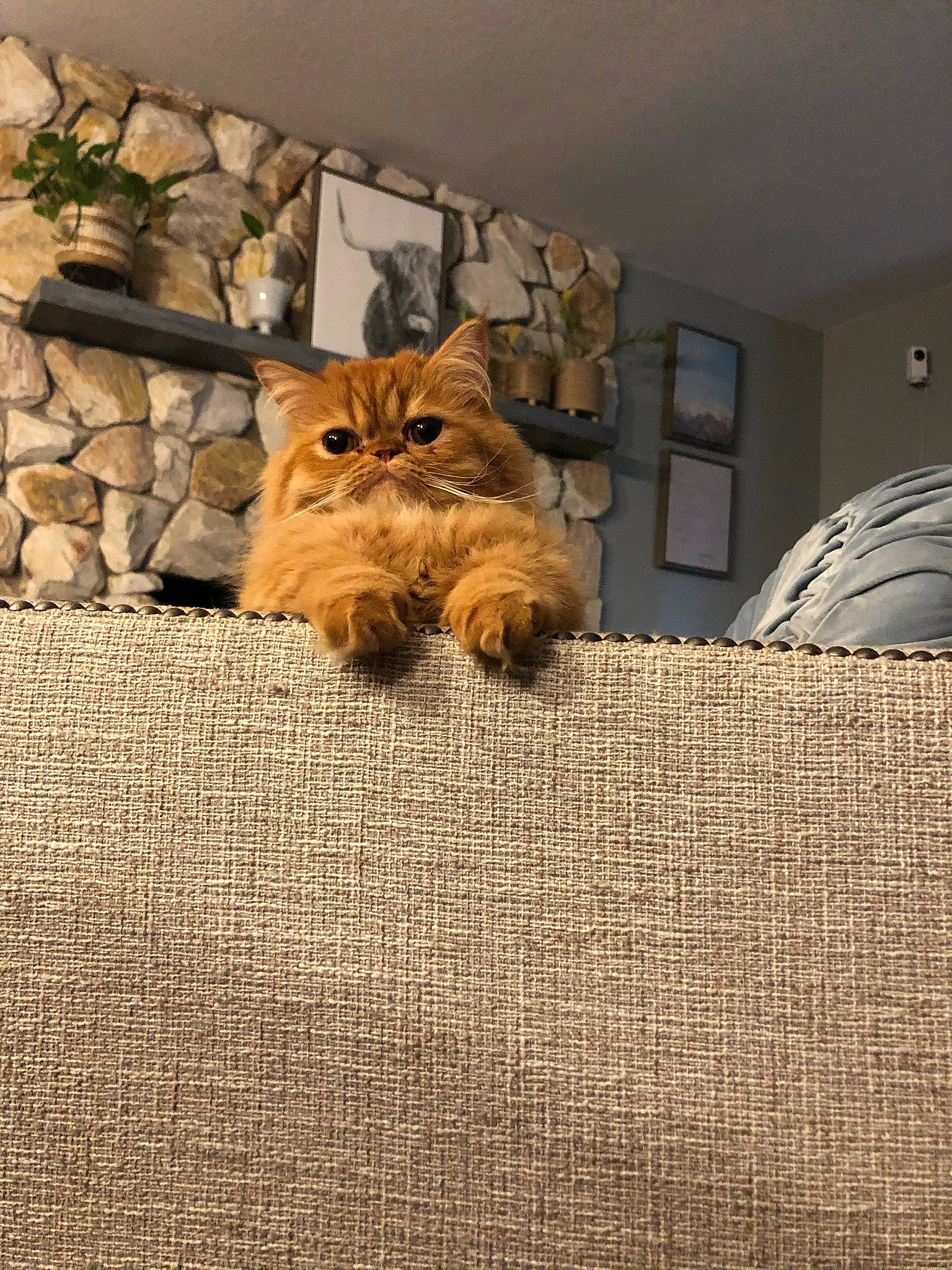 Brahms is registered to the contest to win money with this photo: carnivore, cat, comfort, fawn, felidae, floor, flooring, flowerpot, fur, hardwood, linens, pattern, plant, small_to_medium_sized_cats, snout, tail, terrestrial_animal, whiskers, window, wood