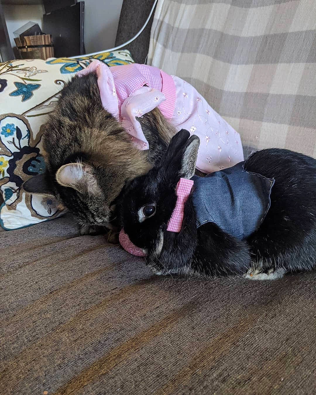 Loki is registered to the contest to win money with this photo: canidae, carnivore, cat, domestic_rabbit, ear, fawn, felidae, fur, pink, rabbit, rabbits_and_hares, small_to_medium_sized_cats, tail, whiskers