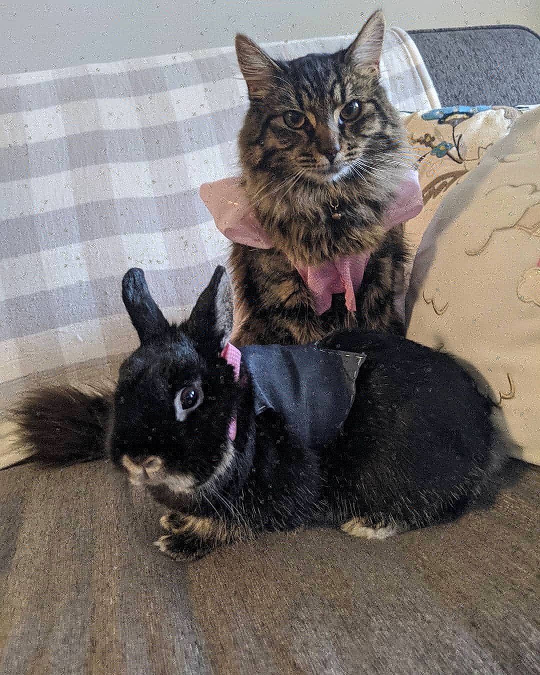 Loki joined the competition — help win amazing prizes! asian, black_cat, carnivore, cat, claw, domestic_short_haired_cat, ear, european_shorthair, eye, felidae, fur, german_rex, kitten, mammal, paw, small_to_medium_sized_cats, snout, tabby_cat, vertebrate, whiskers