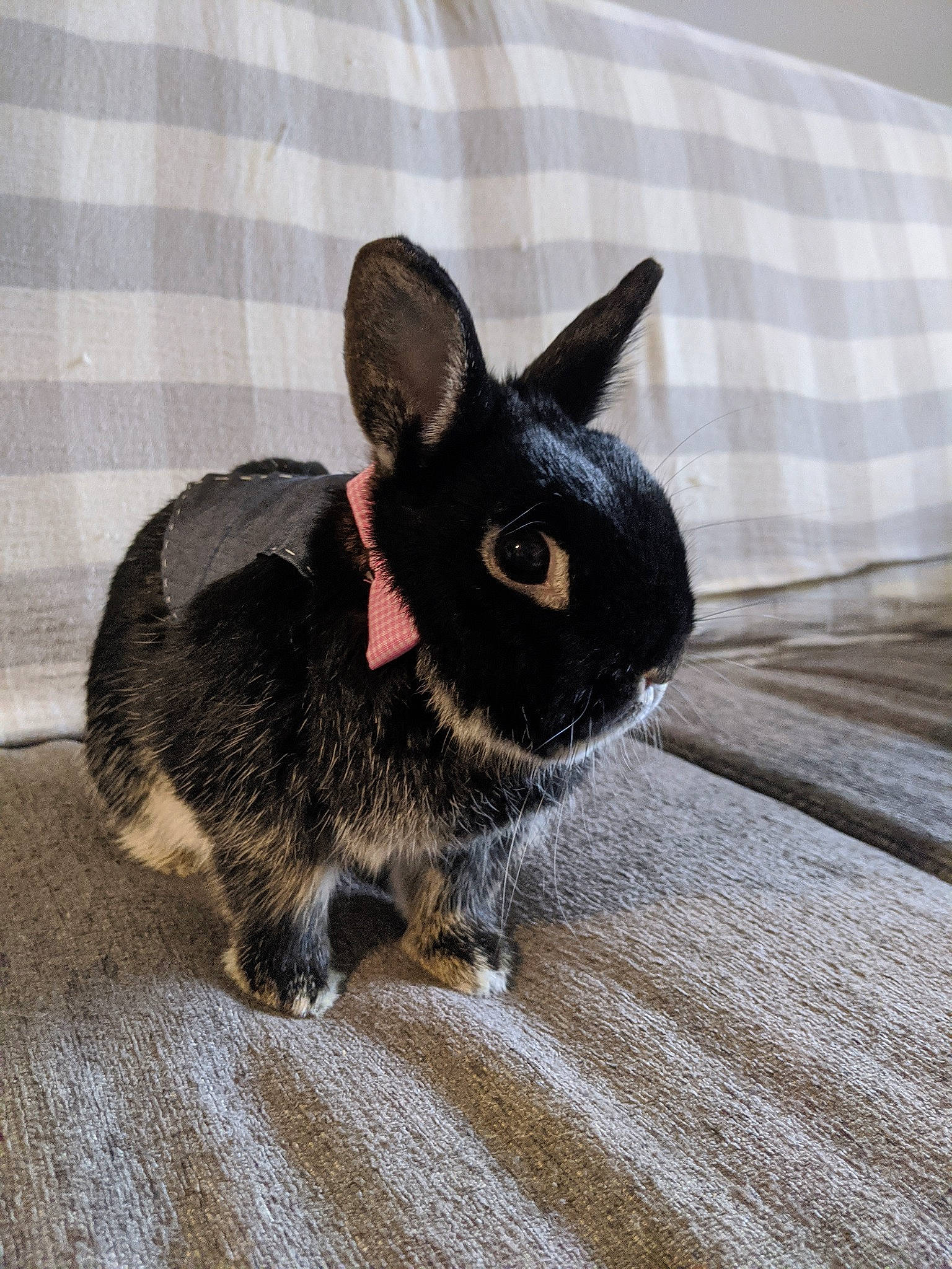 Loki joined the competition — help win amazing prizes! domestic_rabbit, ear, fawn, fur, hare, rabbit, rabbits_and_hares, skin, snout, whiskers