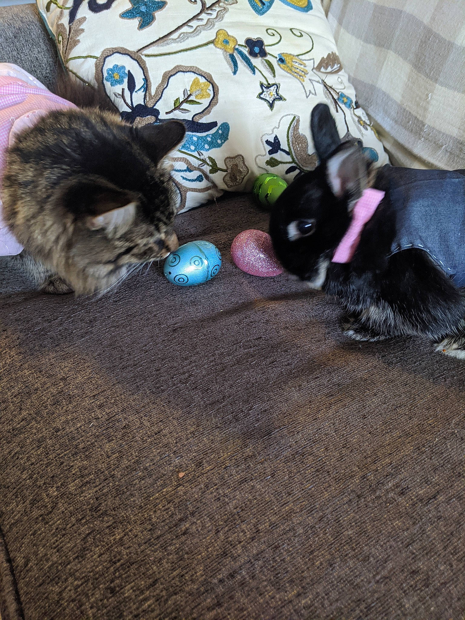 Loki joined the competition — help win amazing prizes! canidae, carnivore, cat, dog, ear, fawn, felidae, floor, flooring, fur, kitten, puppy, shih_tzu, small_to_medium_sized_cats, whiskers