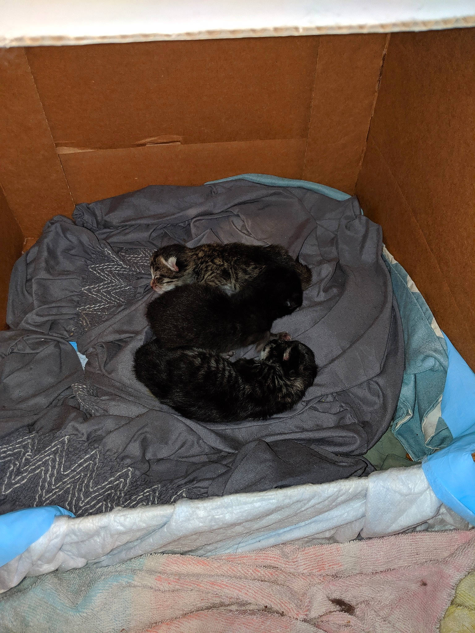 Kara joined the competition — help win amazing prizes!