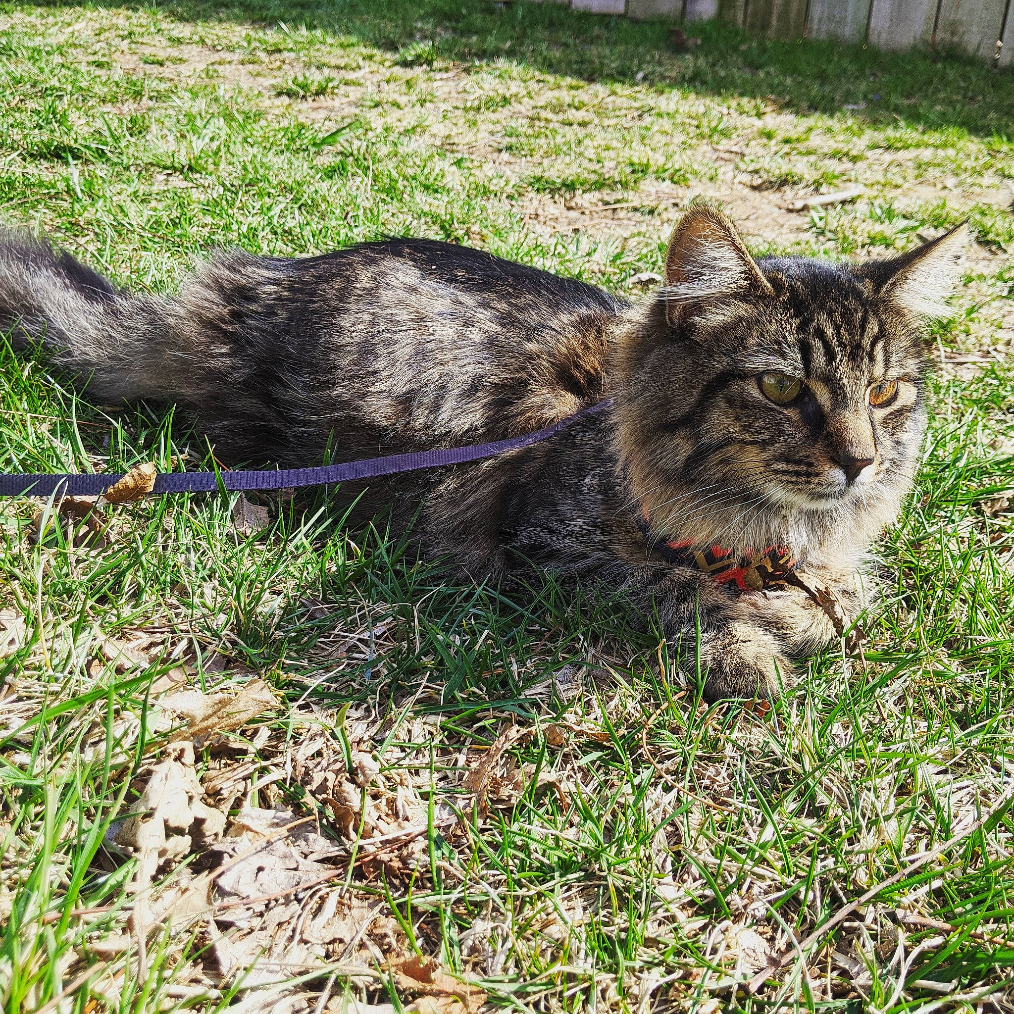 Kara joined the competition — help win amazing prizes! carnivore, cat, domestic_short_haired_cat, european_shorthair, felidae, fur, grass, maine_coon, mammal, plant, small_to_medium_sized_cats, tabby_cat, whiskers, wild_cat, wildlife