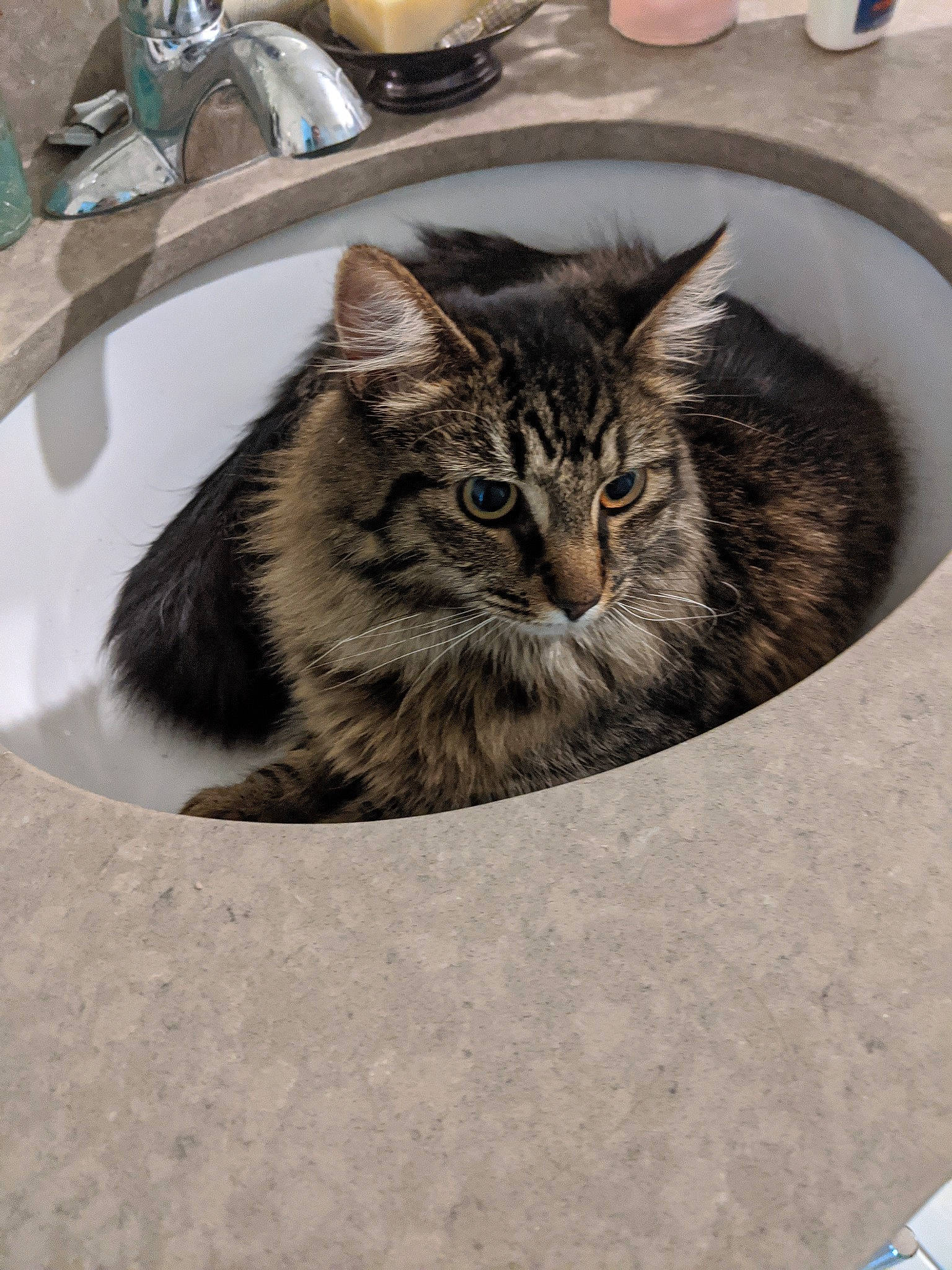 Kara joined the competition — help win amazing prizes! carnivore, cat, domestic_long_haired_cat, domestic_short_haired_cat, dragon_li, european_shorthair, felidae, kitten, maine_coon, mammal, norwegian_forest_cat, small_to_medium_sized_cats, tabby_cat, whiskers, wild_cat