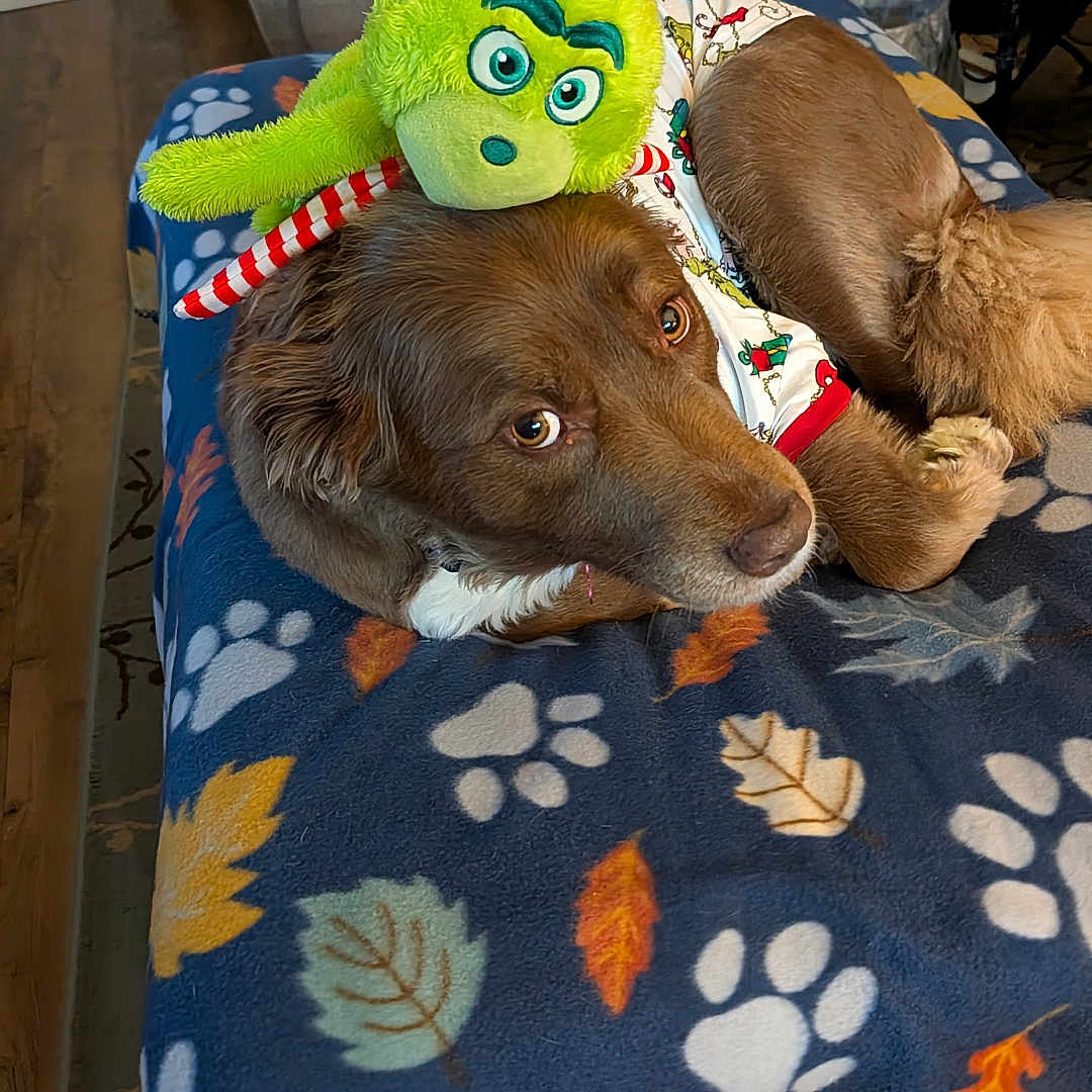 Coco joined the competition — help win amazing prizes! blanket, brown_dog, couch, cozy, cute, dog, festive_shirt, grinch, holiday_theme, indoor, leaves, living_room, paw_print, pet, pillows, plush_toy, relaxed, table, toy, wood_floor