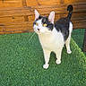 Pablo participe au concours pour gagner de l'argent avec cette photo : cat, black_and_white, yellow_eyes, grass, outdoor, wooden_fence, pet, animal, curious, alert, standing, sunlight, nature, fur, whiskers, tail, domestic_cat, mammal, cute, playful