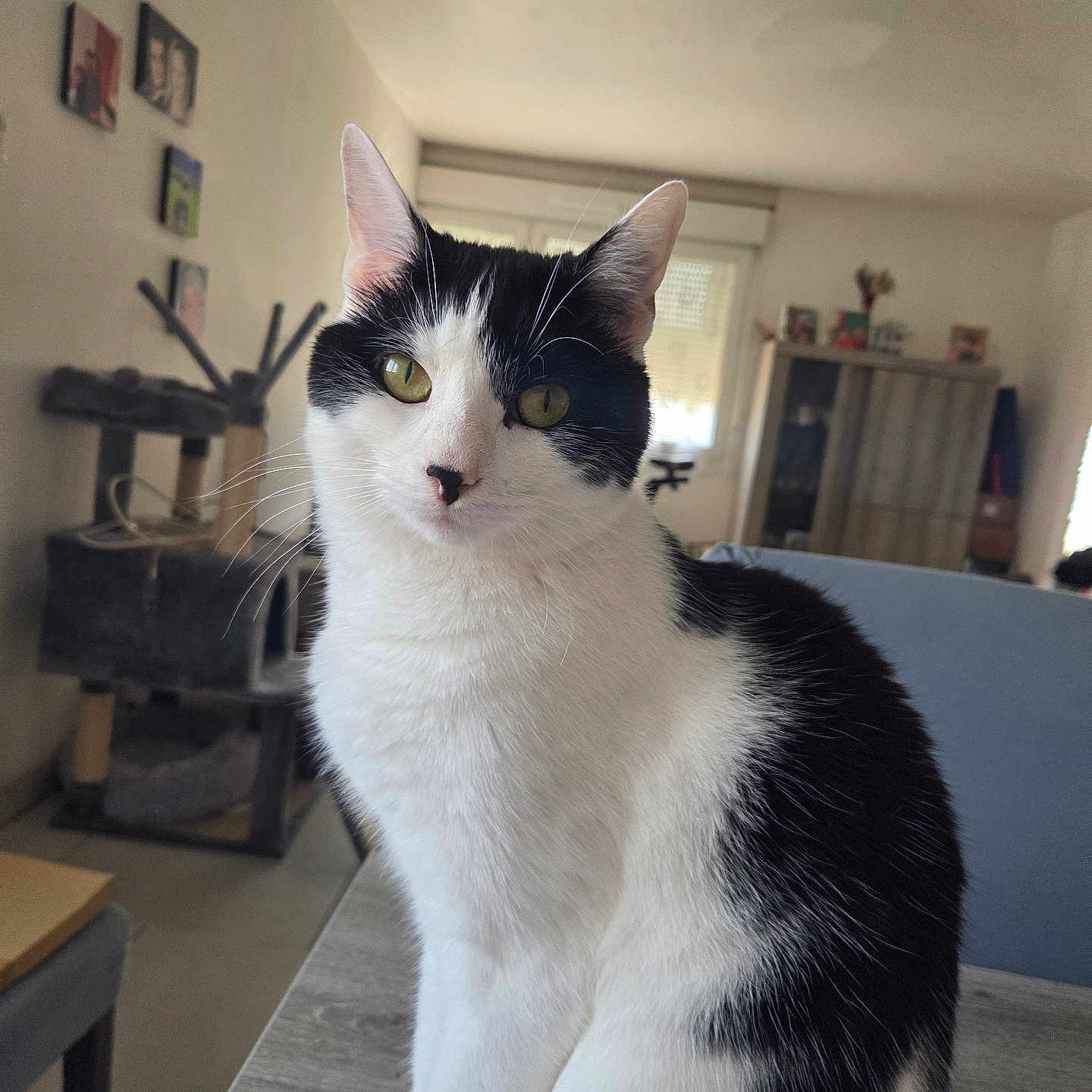 Pablo a rejoint le concours — aidez-le/la à gagner de superbes lots ! black_and_white, cat, cat_tree, clean, cozy, curious, domestic, feline, furniture, home, indoor, natural_light, pet, portrait, relaxed, sitting, table, whiskers, window, yellow_eyes