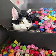 Pablo participe au concours pour gagner de l'argent avec cette photo : cat, black_and_white, box, flowers, colorful, yellow_eyes, curious, indoor, closeup, pet, feline, decorative, soft_focus, playful, resting, cute, black_box, floral, bright, cozy