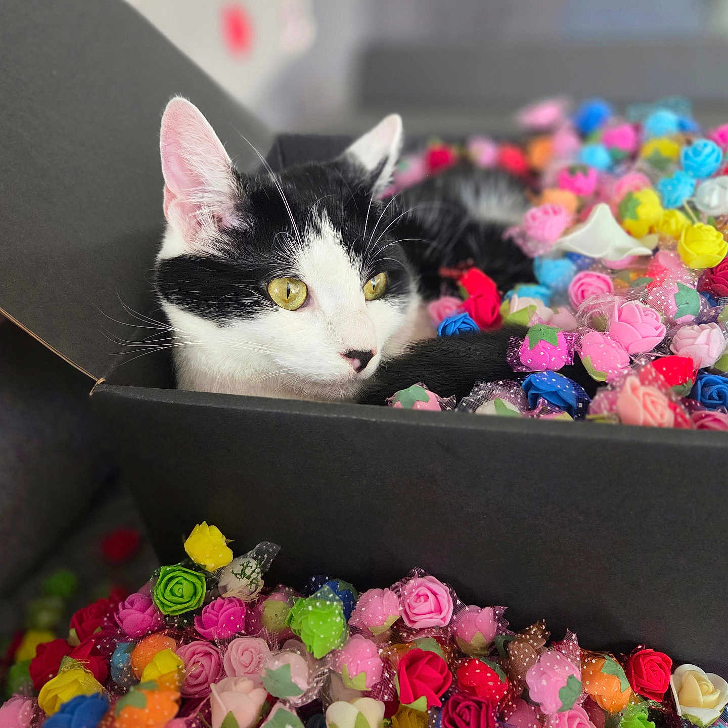 Pablo participe au concours pour gagner de l'argent avec cette photo : cat, black_and_white, box, flowers, colorful, yellow_eyes, curious, indoor, closeup, pet, feline, decorative, soft_focus, playful, resting, cute, black_box, floral, bright, cozy