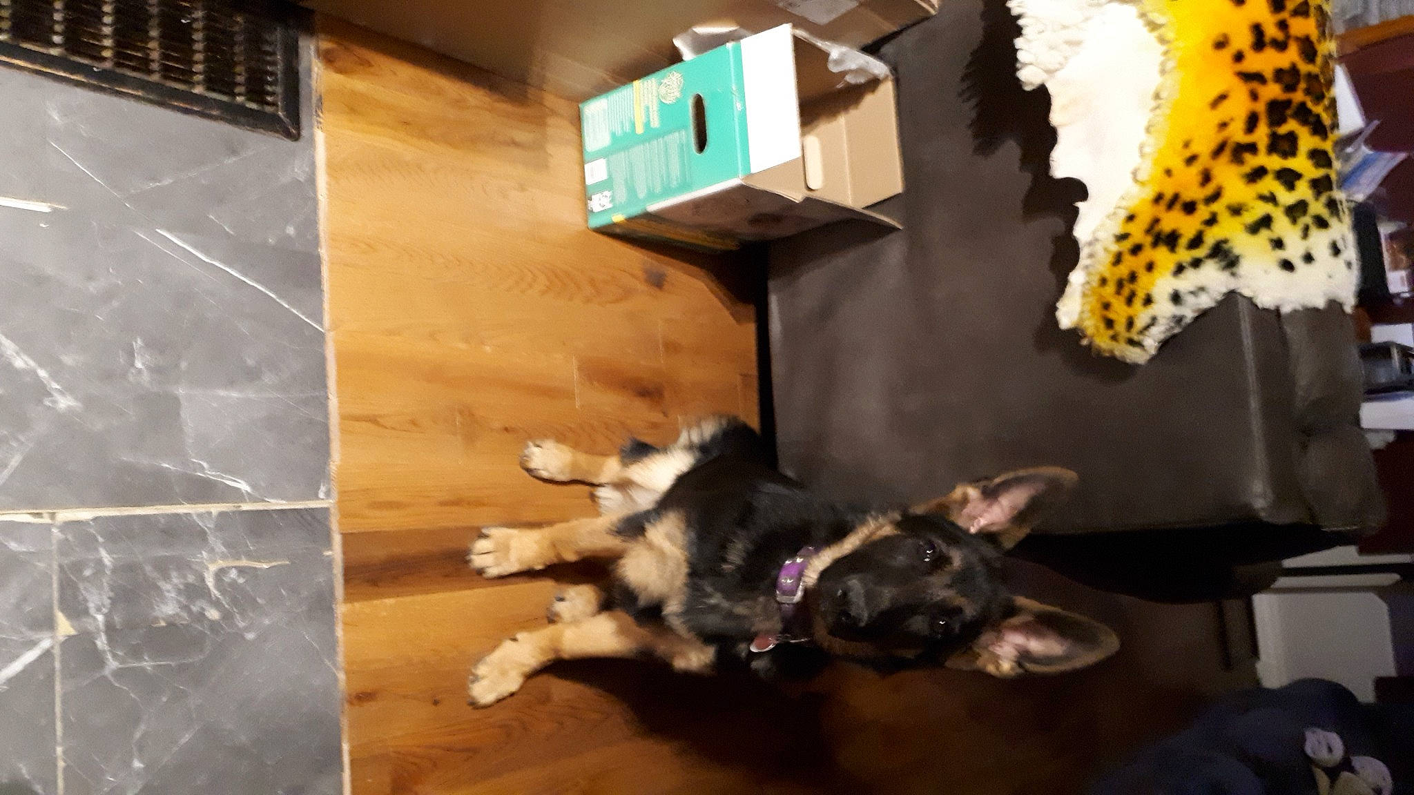 Ariel is registered to the contest to win money with this photo: carnivore, companion_dog, dog, dog_breed, flooring, fur, guard_dog, hardwood, plywood, room, tail, toy_dog, visual_arts, white, wood, wood_stain, working_animal, working_dog