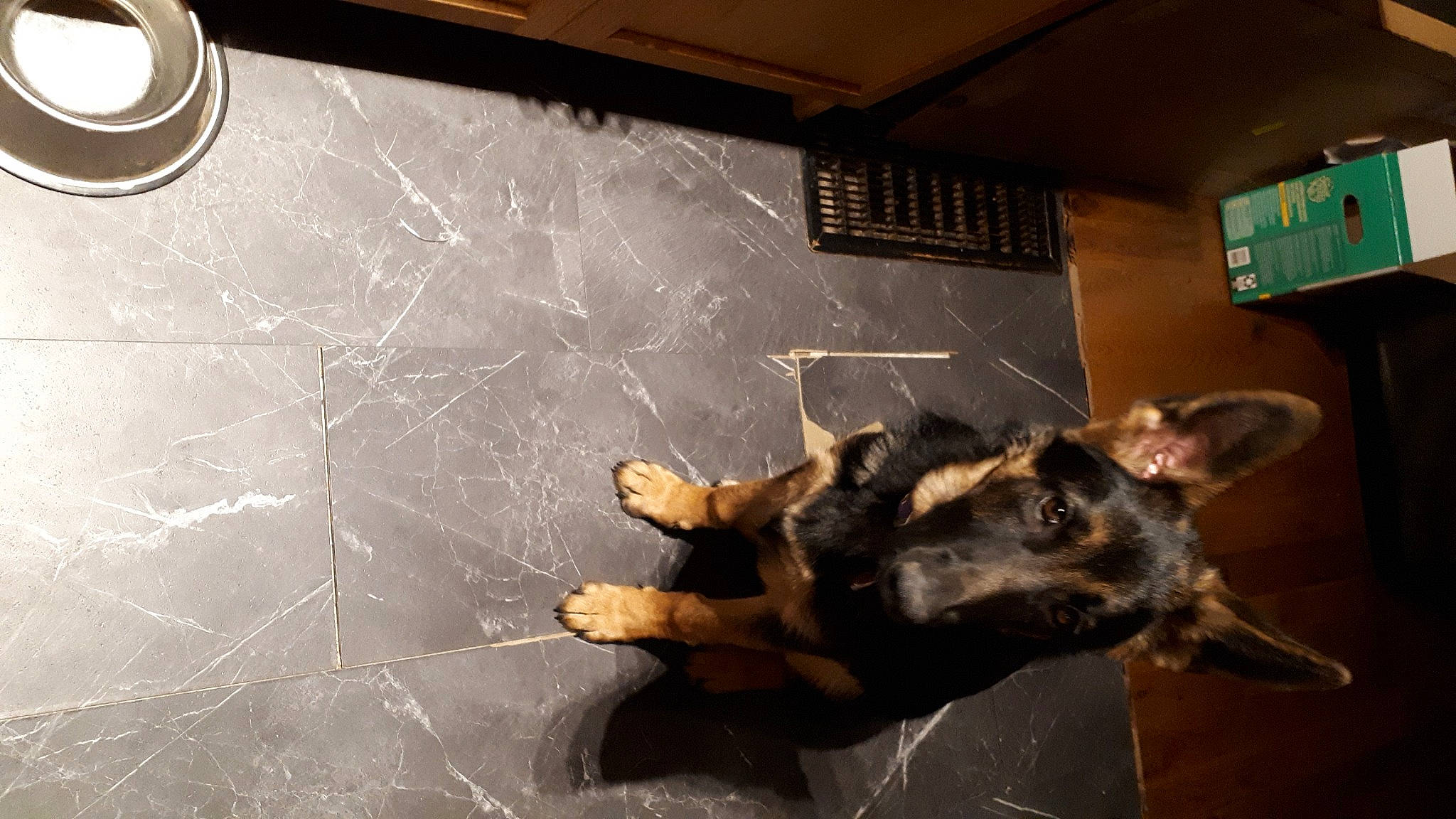 Arial is registered to the contest to win money with this photo: art, blackboard, carnivore, ceiling, chalk, companion_dog, dog, dog_breed, floor, flooring, glass, guard_dog, pinscher, room, snout, sporting_group, tail, visual_arts, windshield, working_animal