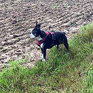 Neo a rejoint le concours — aidez-le/la à gagner de superbes lots ! dog, boston_terrier, grass, field, harness, outdoor, pet, animal, standing, nature, mud, earth, fur, ears, alert, side_view, canine, green, rural, daylight
