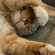 Joey is registered to the contest to win money with this photo: cat, orange_cat, white_paws, sleeping, relaxed, paw_covering_face, feline, pet, cute, cozy, resting, whiskers, nose, closeup, indoor, fur, animal, mammal, napping, soft