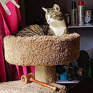 Pistol Pete is registered to the contest to win money with this photo: cat, tabby_cat, cat_tree, carpeted, green_eyes, window_light, curtains, shelf, bottles, container, indoor, pet, feline, resting, cozy, home, animal, fur, whiskers, relaxed