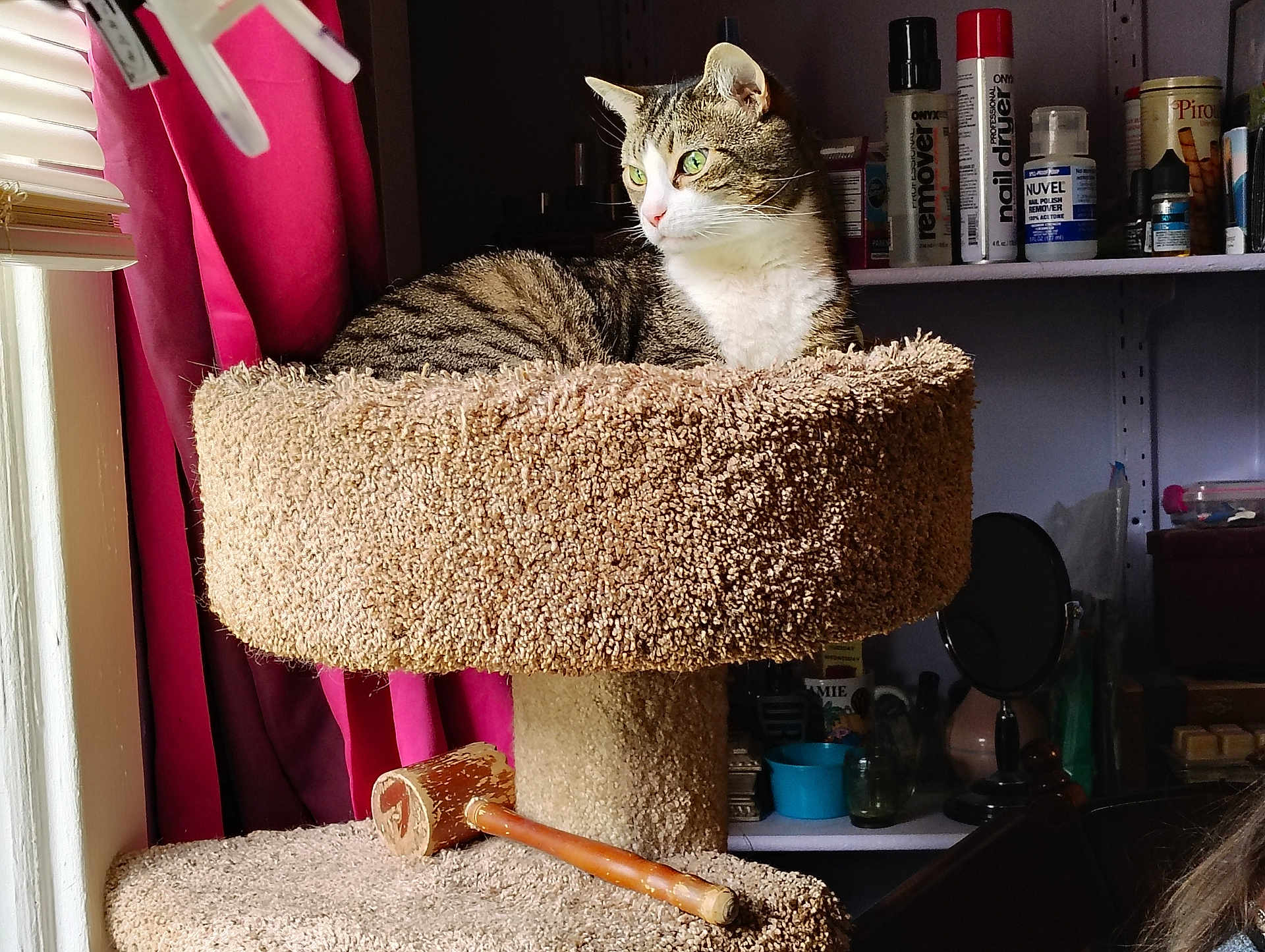 Pistol Pete is registered to the contest to win money with this photo: cat, tabby_cat, cat_tree, carpeted, green_eyes, window_light, curtains, shelf, bottles, container, indoor, pet, feline, resting, cozy, home, animal, fur, whiskers, relaxed