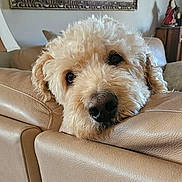 Griffin is registered to the contest to win money with this photo: dog, fluffy, cream_colored, leather_couch, resting, indoor, home, decor, mirror, figurine, soft_light, close_up, pet, canine, relaxed, furniture, living_room, curly_fur, portrait, animal