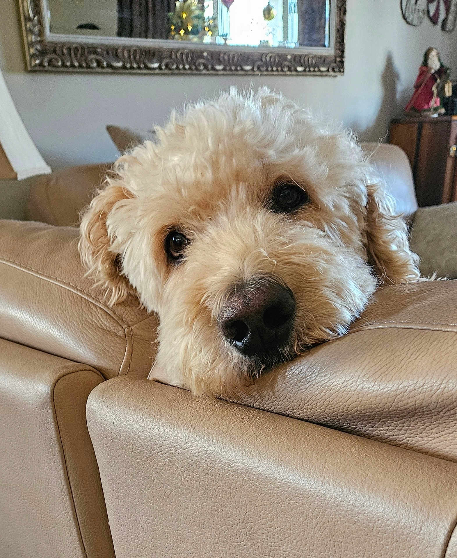 Griffin is registered to the contest to win money with this photo: dog, fluffy, cream_colored, leather_couch, resting, indoor, home, decor, mirror, figurine, soft_light, close_up, pet, canine, relaxed, furniture, living_room, curly_fur, portrait, animal