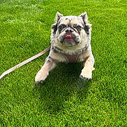 Starr is registered to the contest to win money with this photo: dog, pet, grass, outdoor, sunlight, leash, harness, cute, tongue_out, playful, animal, nature, greenery, summer, canine, closeup, resting, adorable, funny_face, daytime