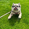 dog, pet, grass, outdoor, sunlight, leash, harness, cute, tongue_out, playful, animal, nature, greenery, summer, canine, closeup, resting, adorable, funny_face, daytime