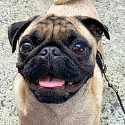 Beanz joined the competition — help win amazing prizes! animal, black, brown, canine, closeup, cute, dog, expression, face, fur, happy, leash, outdoor, pet, pug, short_hair, small_dog, smiling, tail, tongue