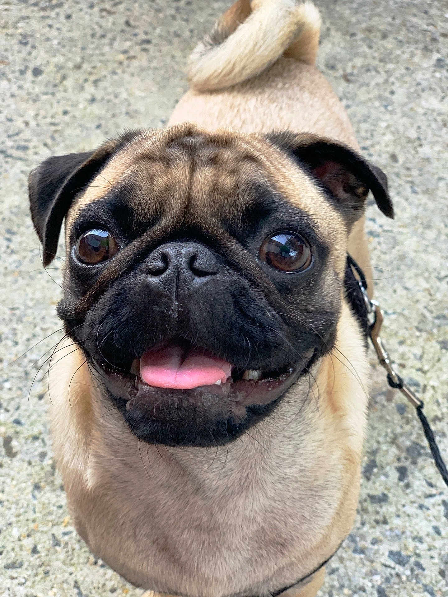 Beanz joined the competition — help win amazing prizes! animal, black, brown, canine, closeup, cute, dog, expression, face, fur, happy, leash, outdoor, pet, pug, short_hair, small_dog, smiling, tail, tongue