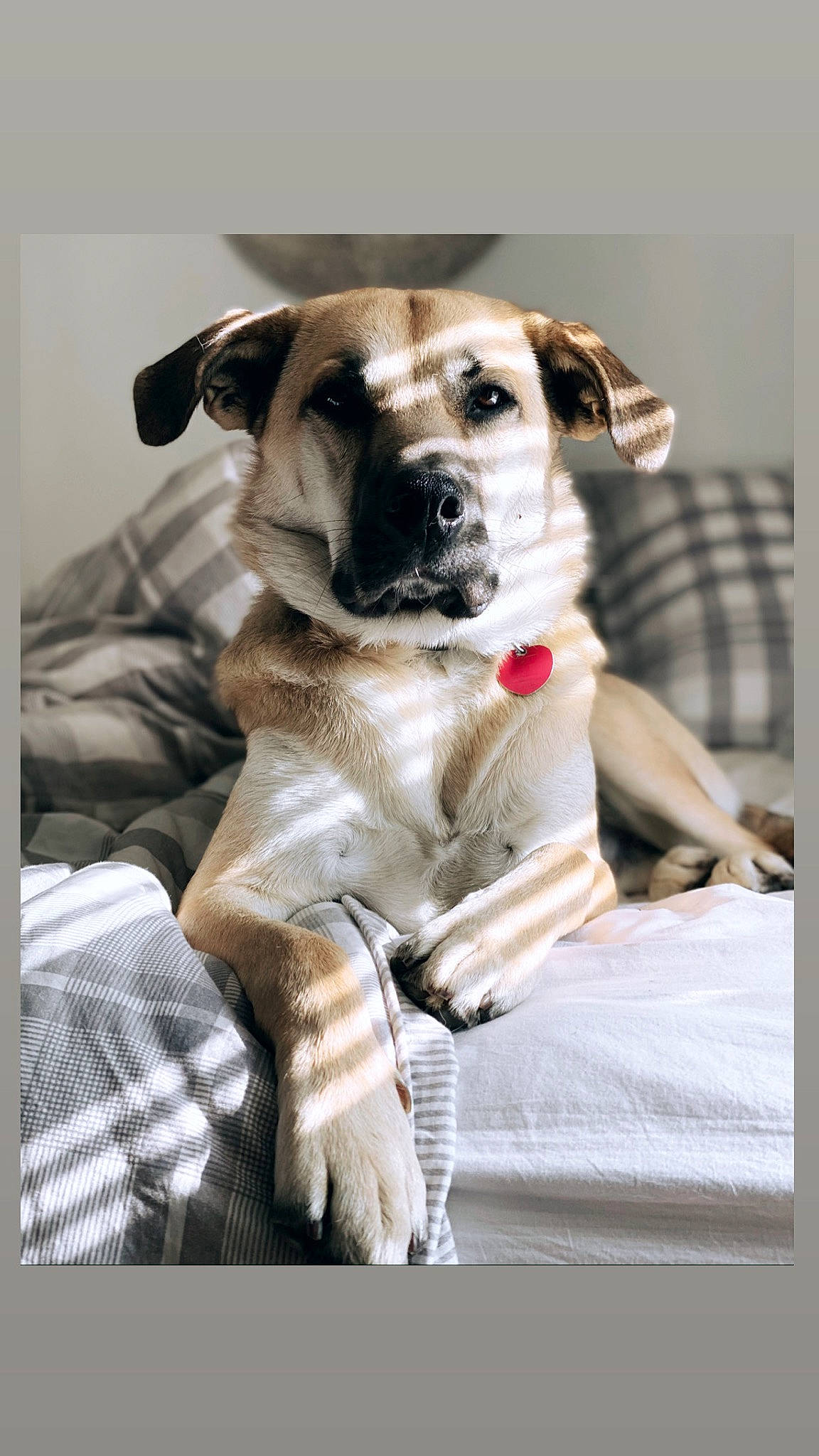 Diesel joined the competition — help win amazing prizes! beige, canidae, carnivore, collar, comfort, companion_dog, couch, dog, dog_breed, dog_collar, dog_supply, fawn, linens, pet_supply, puppy, snout, sporting_group, whiskers, working_animal, working_dog